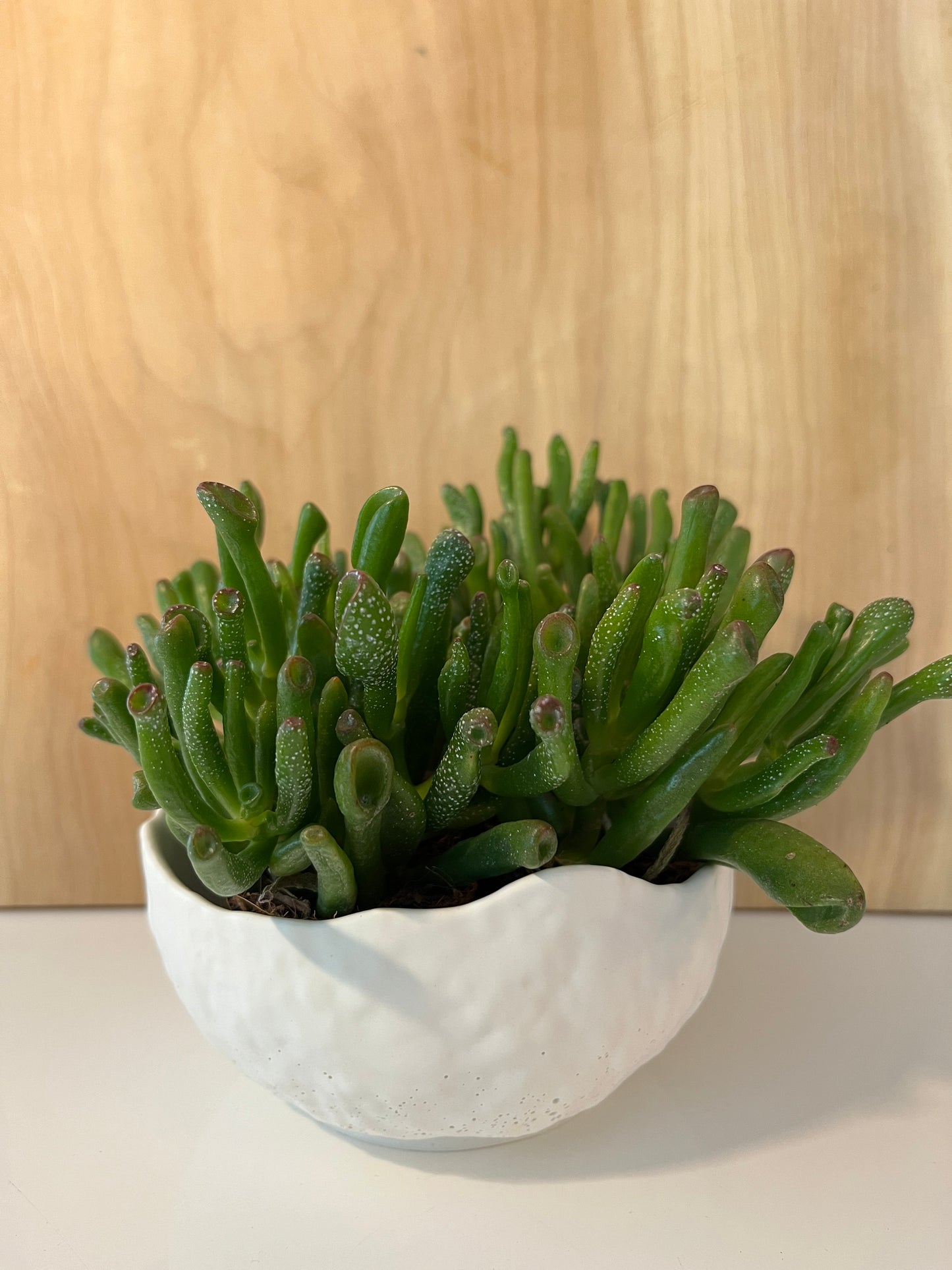 Carabosse - Contenant et plante grasse
