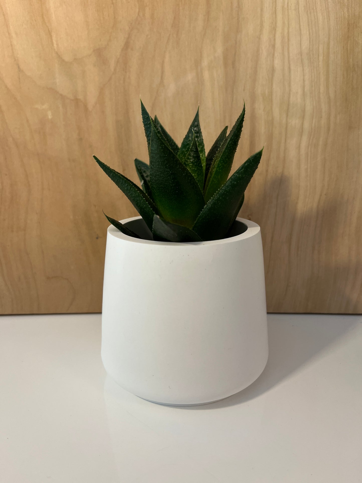 Bob blanc et cactus