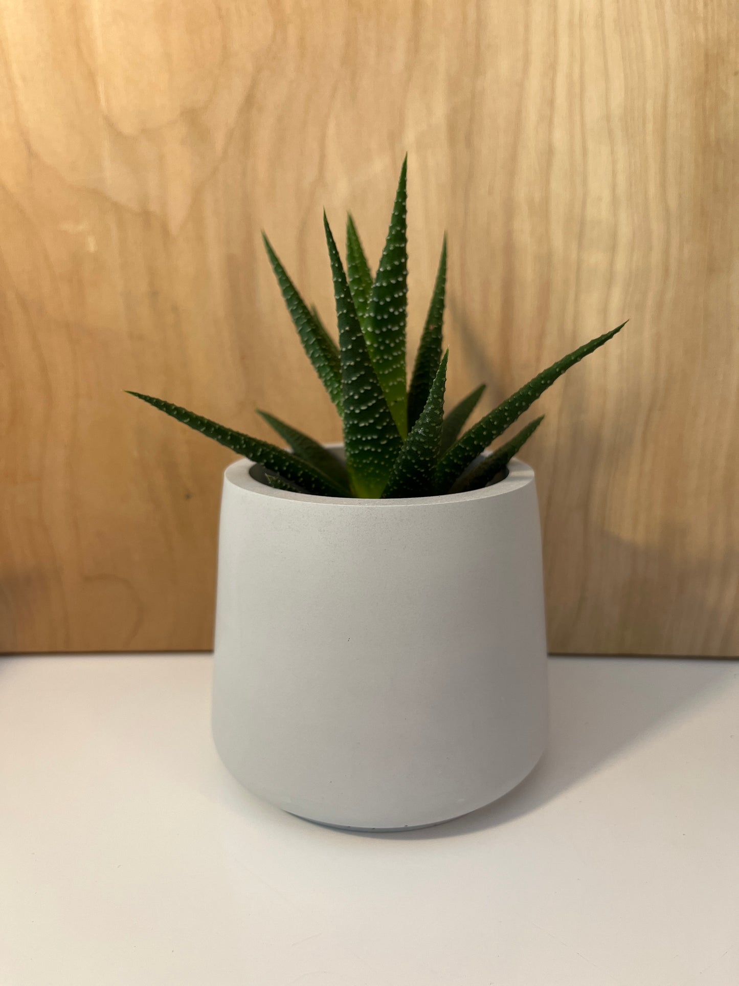 Bob gris et cactus