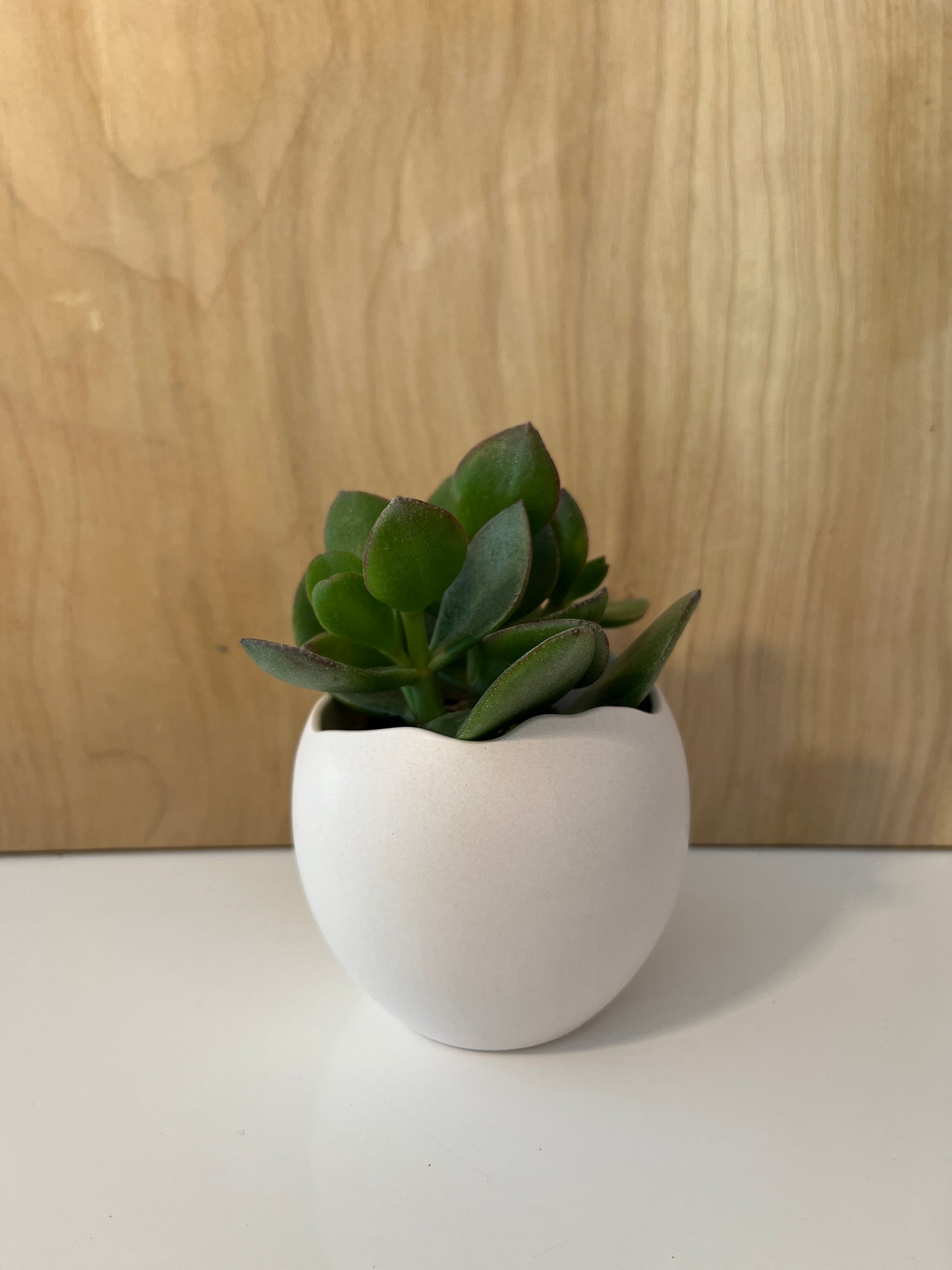 Pot en version rose