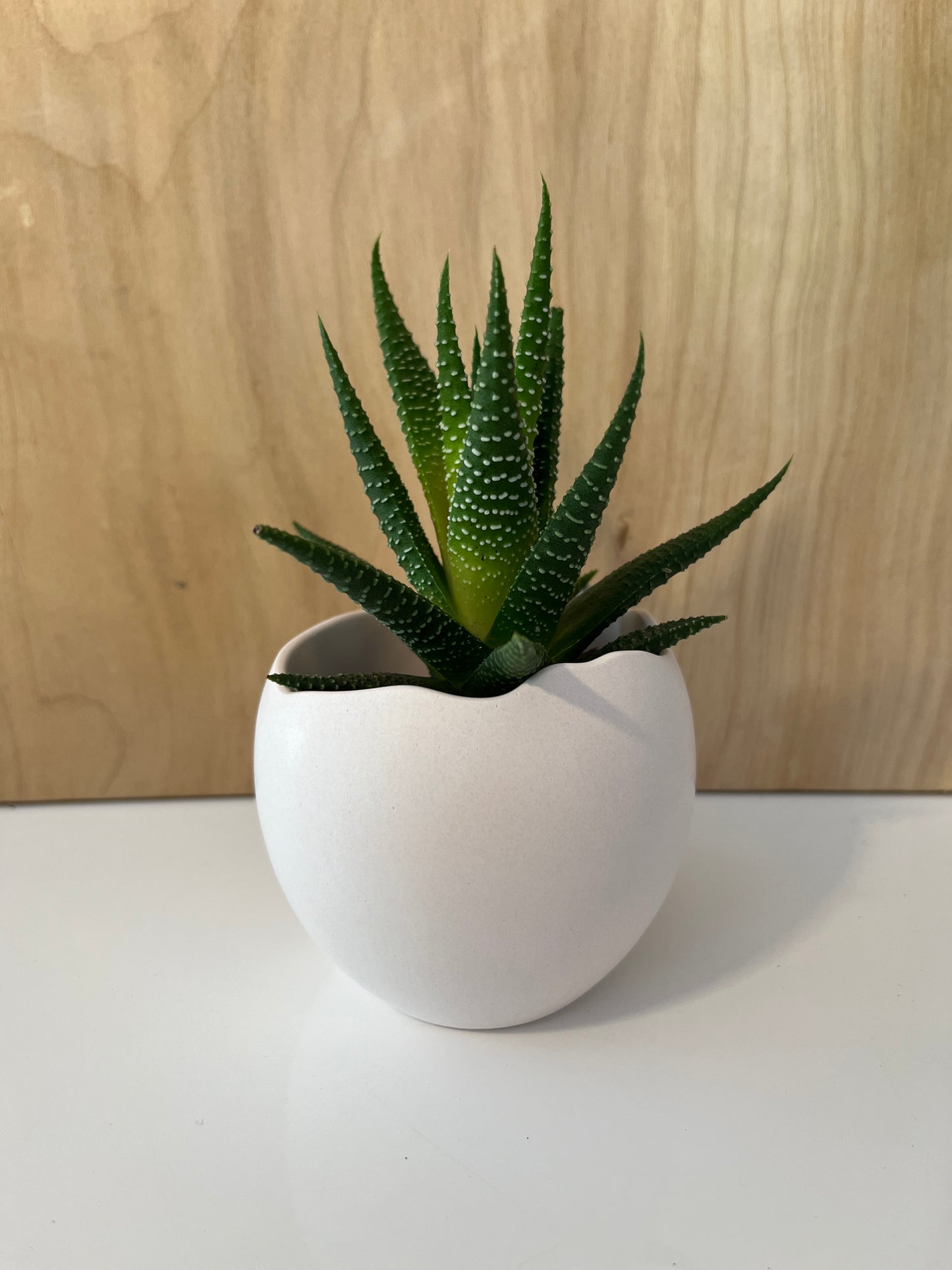 Contenant en forme d'œuf et cactus