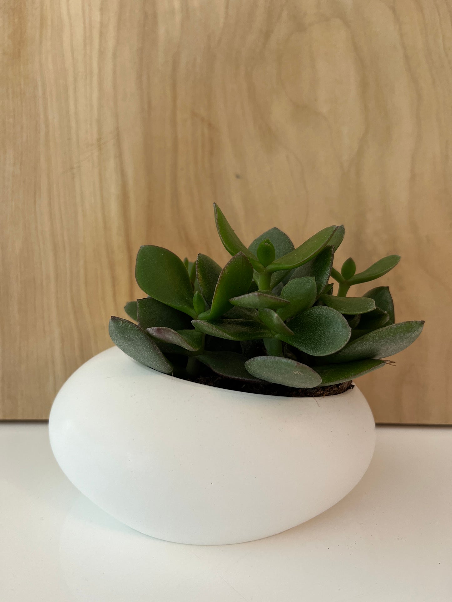 Ted blanc et plante grasse