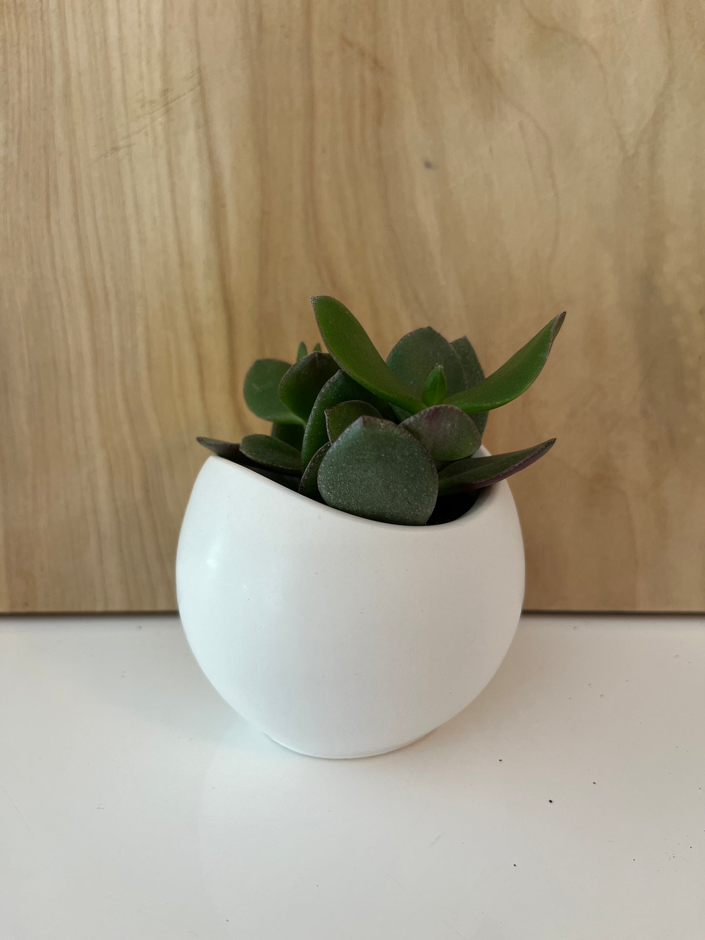 Bill - Contenant décoratif et plante grasse