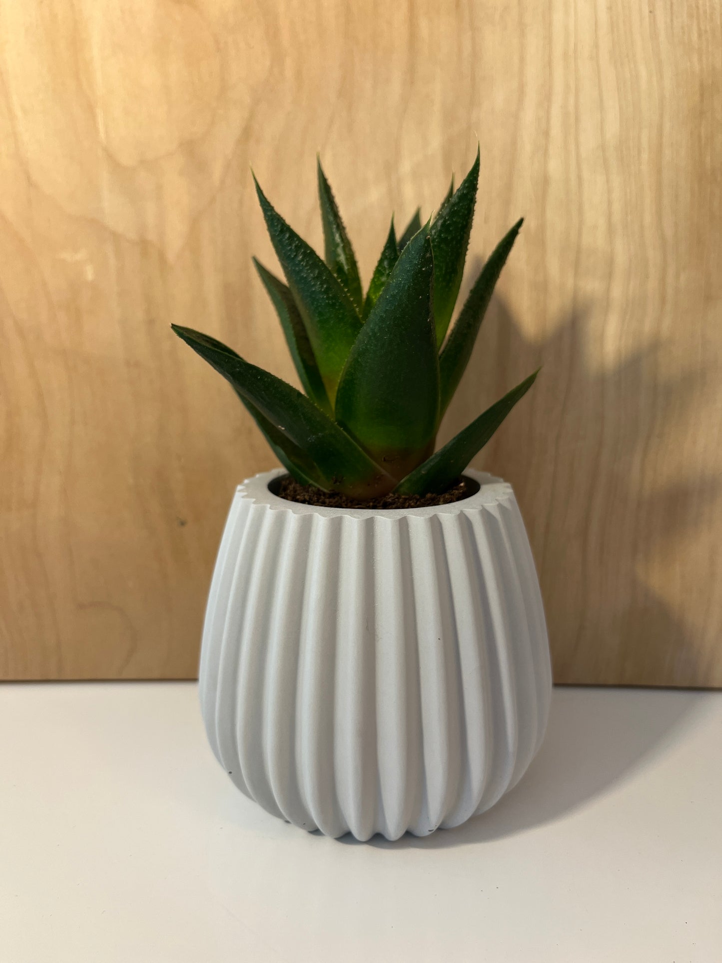 Lucien - Décoration - Petit pot pour plante grasse - version gris